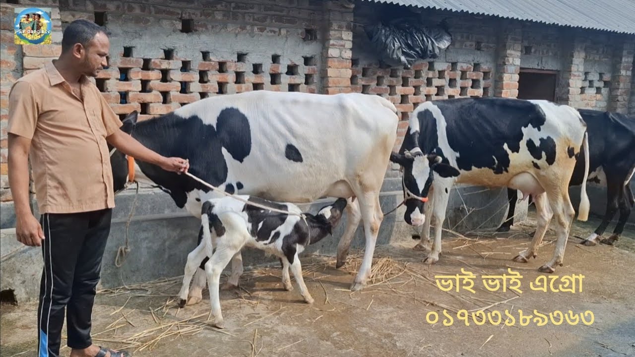 @ আজ 3 February 2026|| ভাই ভাই এগ্রো ফার্মে উন্নত জাতের দুধের গাভী বাছুর||