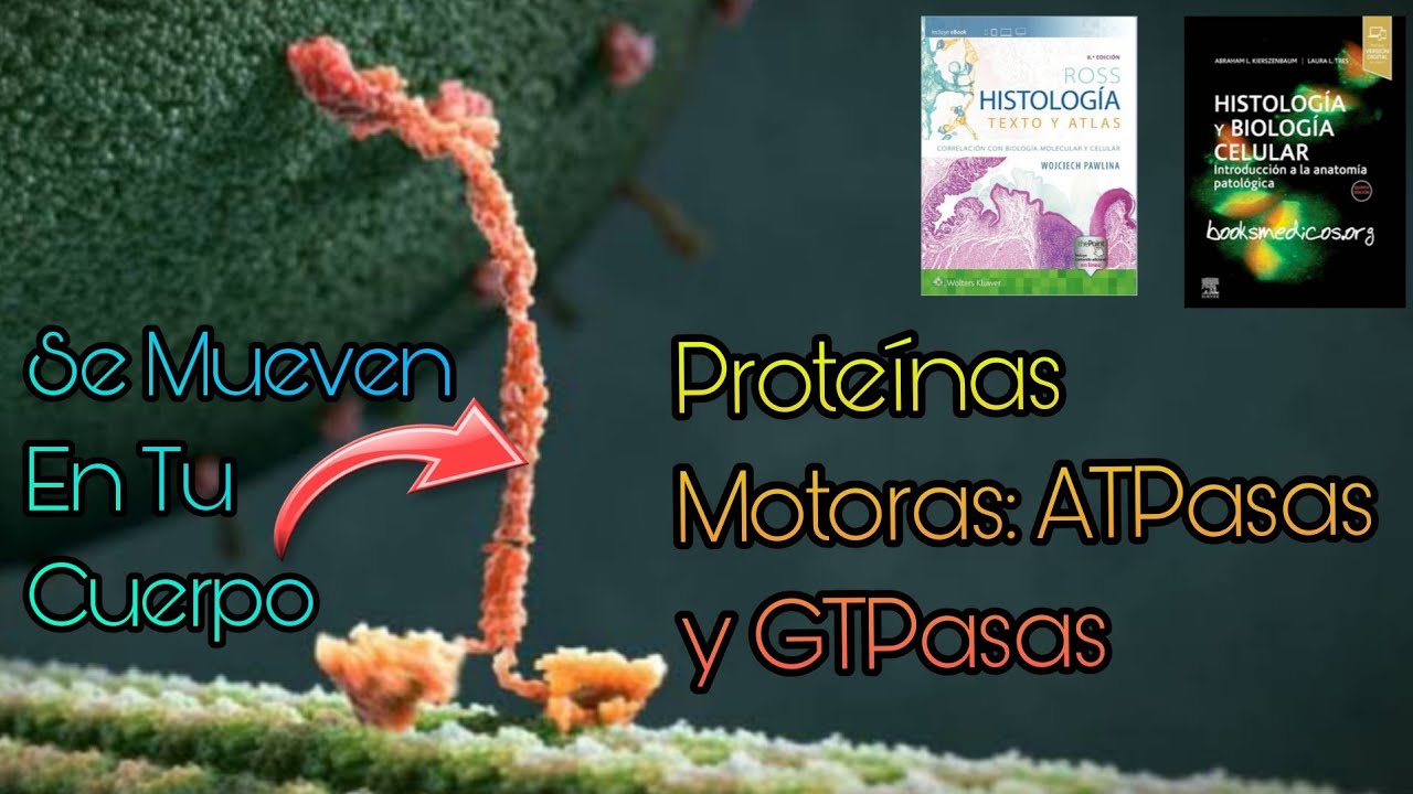 PROTE&Iacute;NAS MOTORAS: Dineina, Cinesina, Miosina, Dinamina, Etc. || Histolog&iacute;a & Biolog&iacute;a 