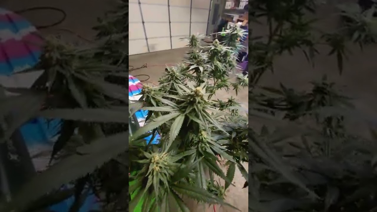 Wedding Cake harvest time.