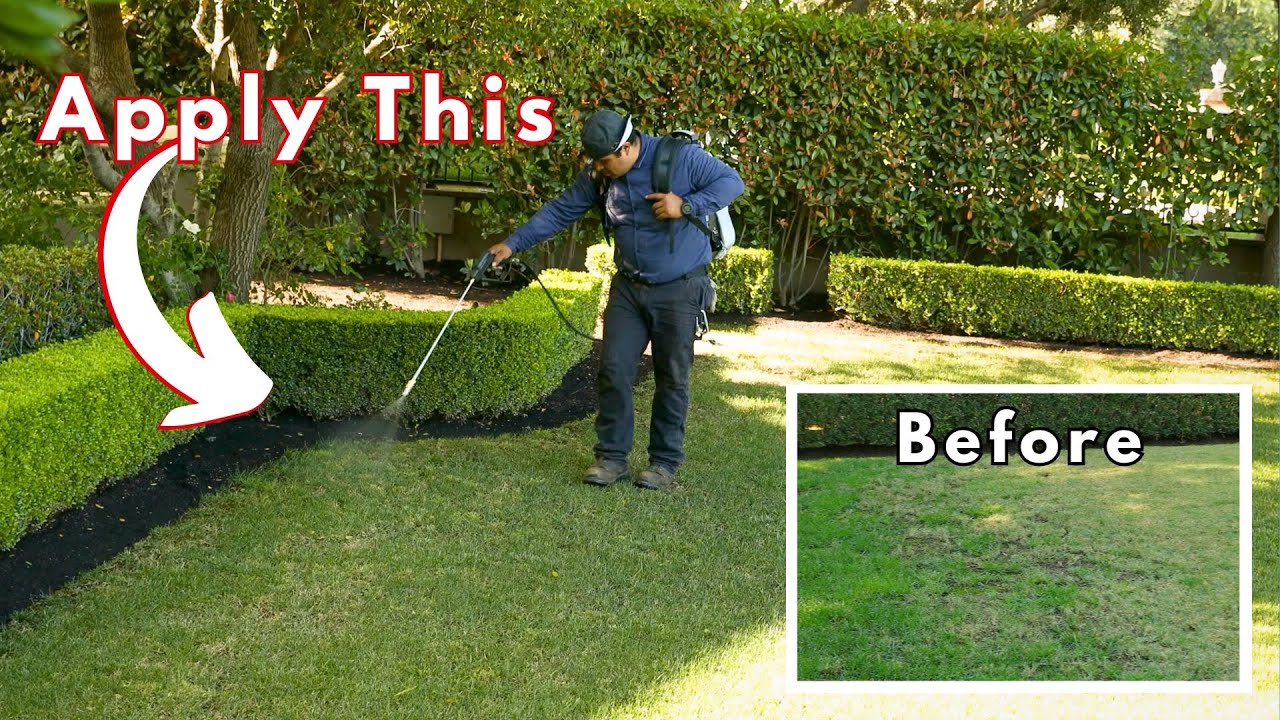 The Only Way To Stop Reoccurring Lawn Fungus | Organic Fungicide & Soil Food Web
