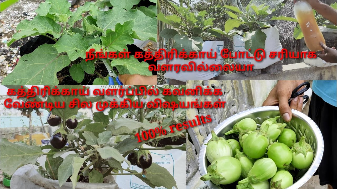 கத்திரிக்காய் வளர்ப்பில் கவனிக்க வேண்டிய விஷயங்கள். brinjal growing tips in terrace garden 🍆🍆🍆🤩🤩🥳