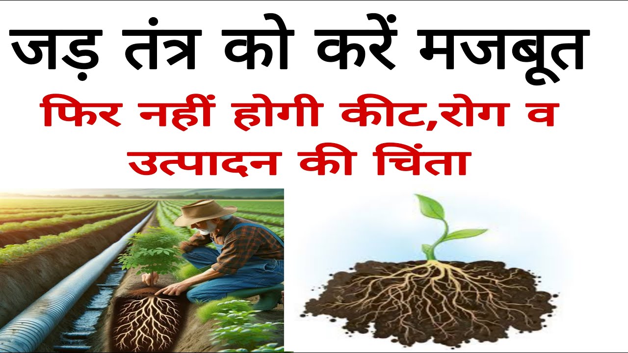 फसलों की जड़ों का स्वस्थ विकास | healthy root growth |