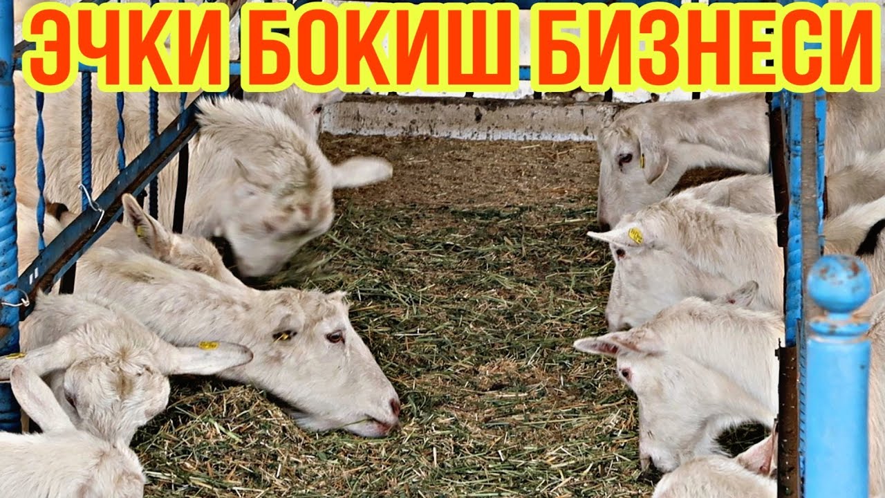 ЭЧКИ БОКИШ БИЗНЕСИ СИЗ КУТГАН ФЕРМА ОХХИРГАЧА КОРИНГ