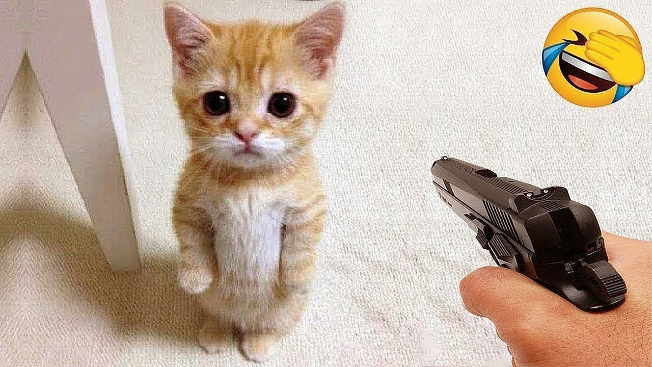 Try Not To Laugh 😜 Funniest Cat Videos 2026 😼