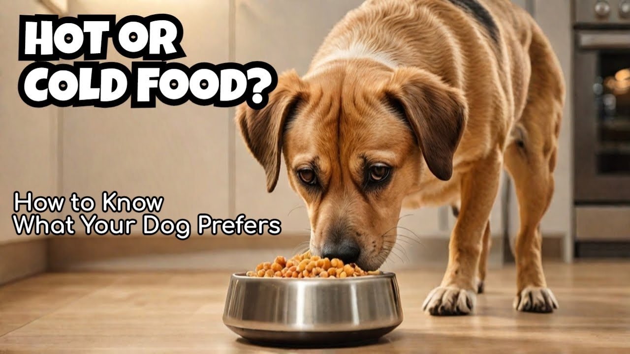 Does Your Dog Prefer Cold or Warm Dog Food?