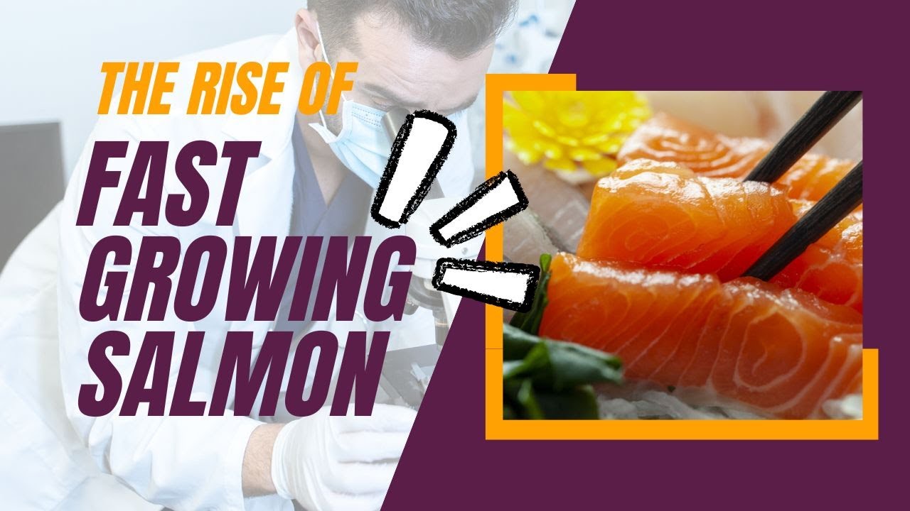 How Nature Transformed | The Dramatic Rise of Fast Growing Salmon
