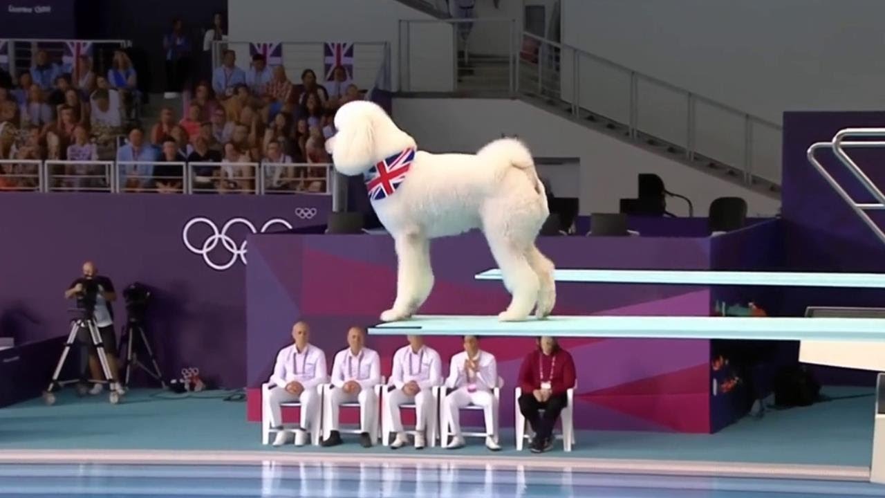Dog Olympics 2025 | White Poodle Diving Event 🐩