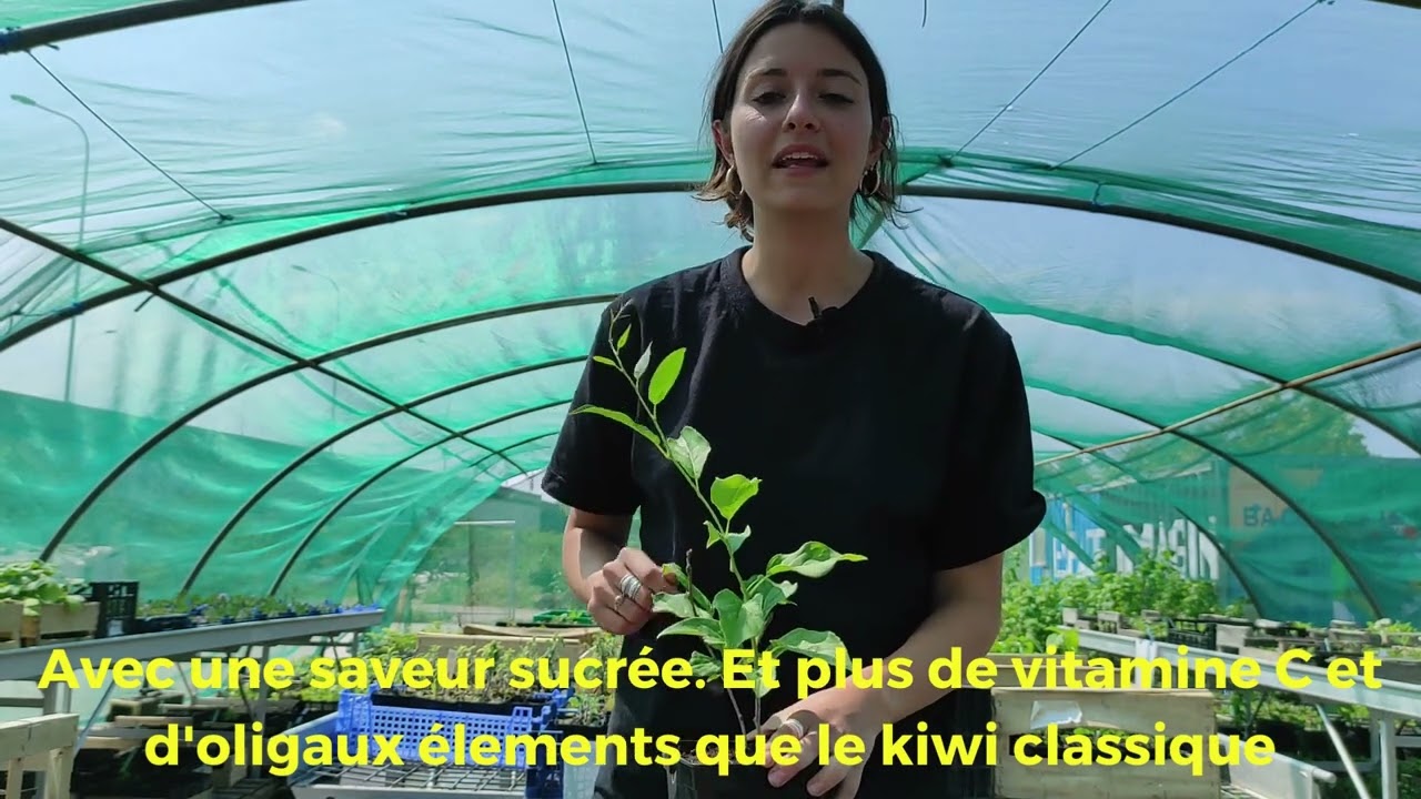 [Tuto de la p&eacute;pini&egrave;re] - Le Kiwai issa&iuml;