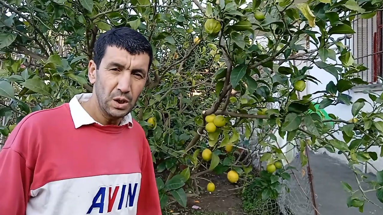 Des orientations sur le citronnier ; cet arbre indispensable à chaque famille