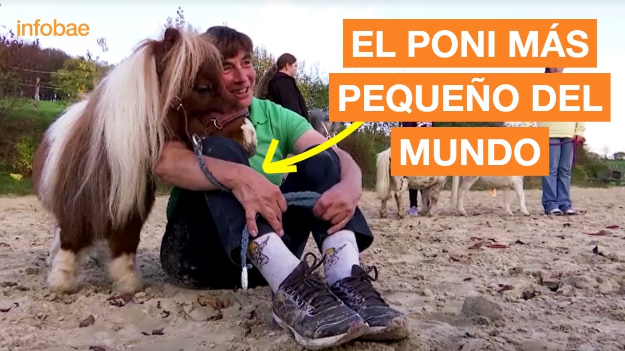 EL PONI M&Aacute;S PEQUE&Ntilde;O DEL MUNDO