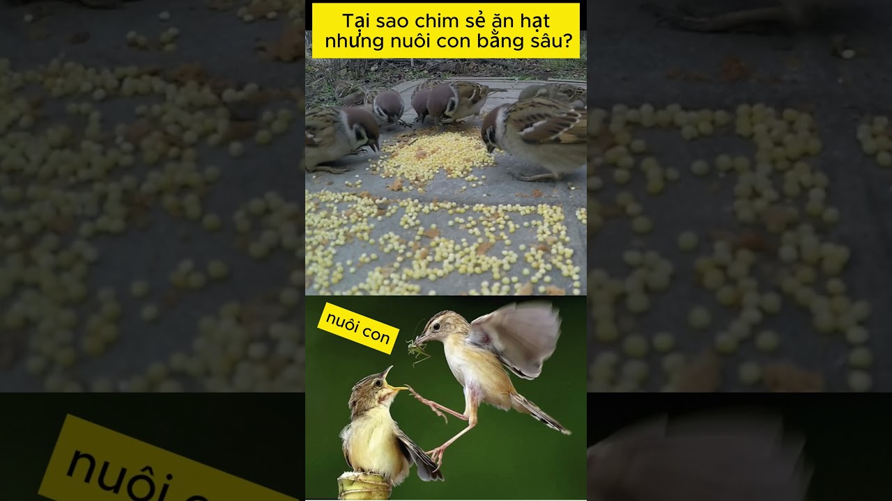 Tại sao chim sẻ ăn hạt nhưng nu&ocirc;i con bằng s&acirc;u? #taisao #chimse #chim