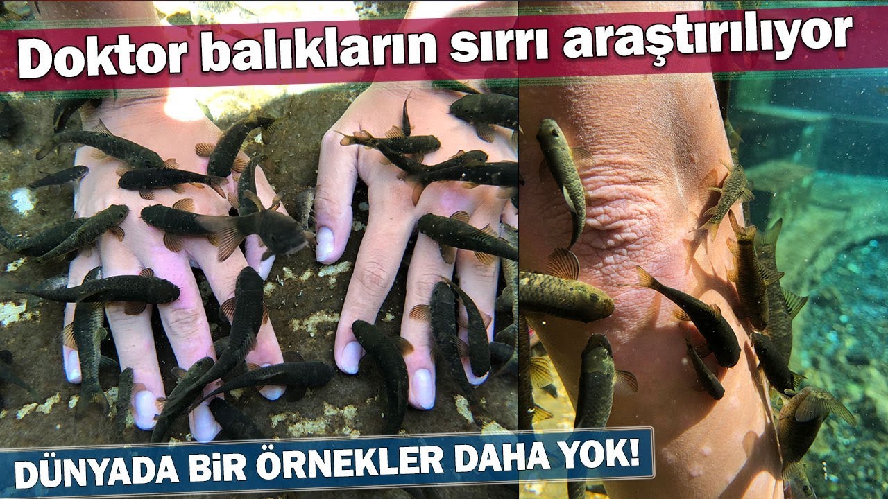 Doktor Balıkların Sırrı Araştırılıyor
