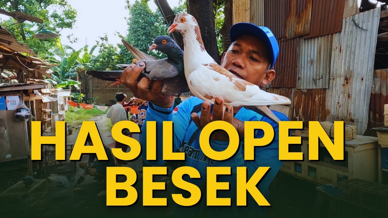 Serunya Open Besek Merpati Bareng Bareng... Siapa Cepat Dia Yang Beruntung