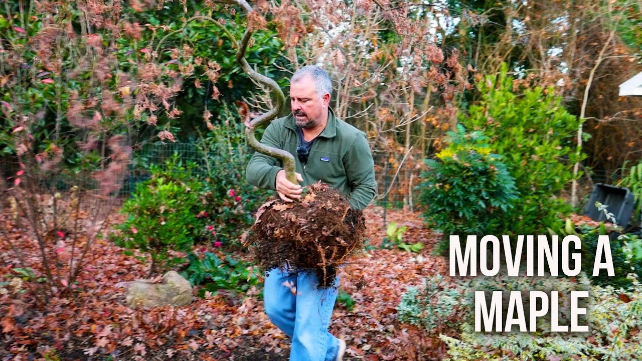 How to Transplant a Japanese Maple