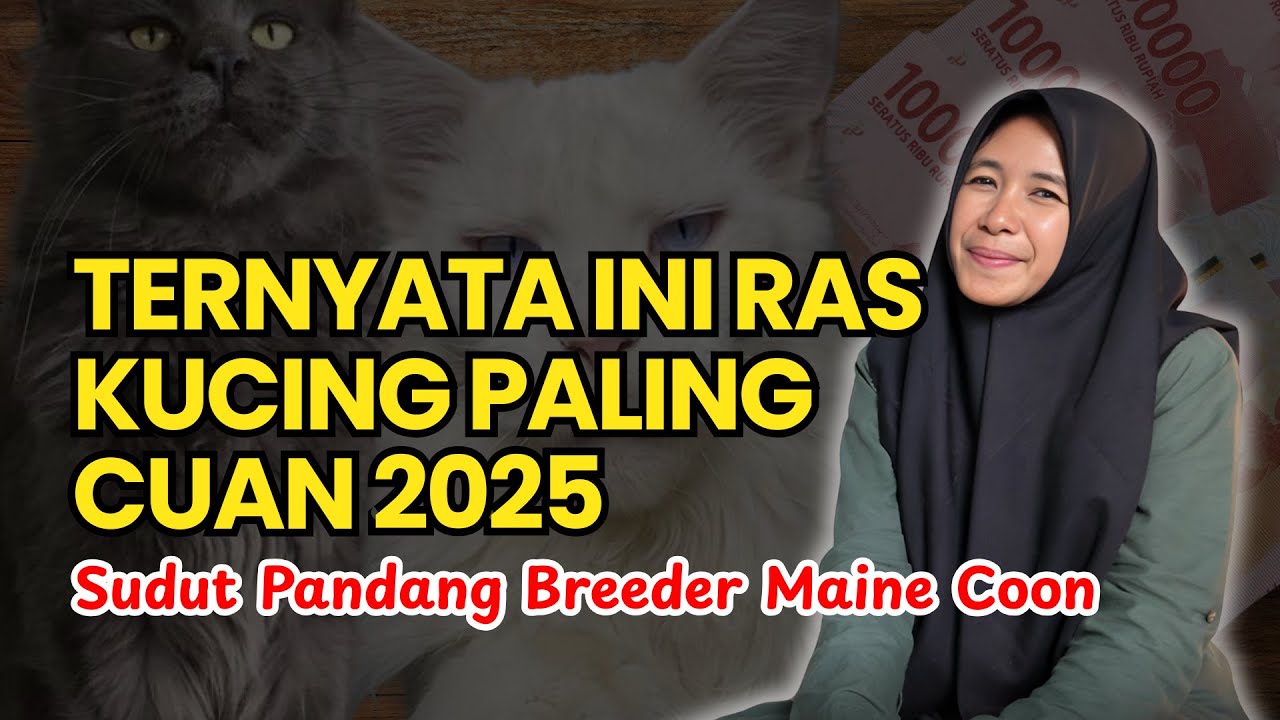 Breeder wajib tau hal ini!!! Ras Kucing Paling Cuan 2025!