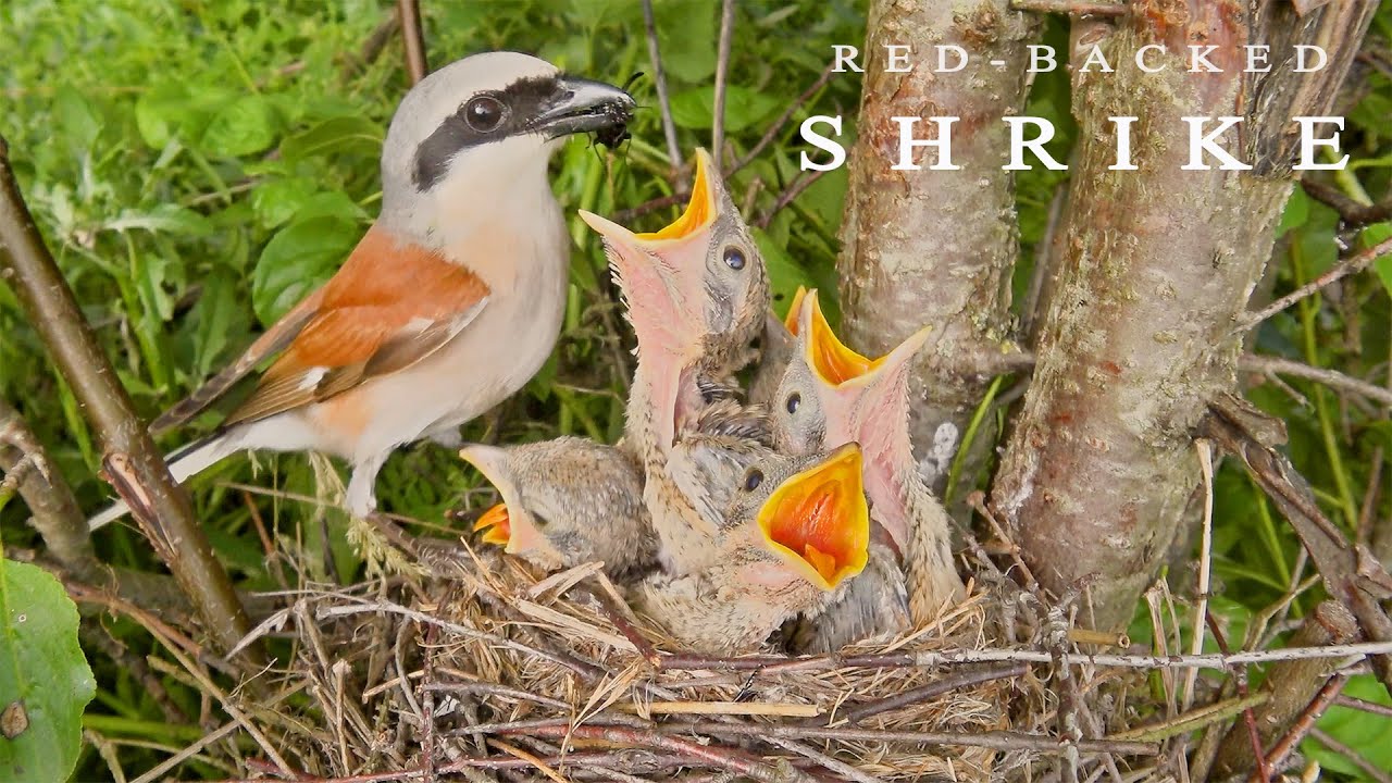 Red-backed shrike. Birds in breeding season. Bird nest with five chicks.