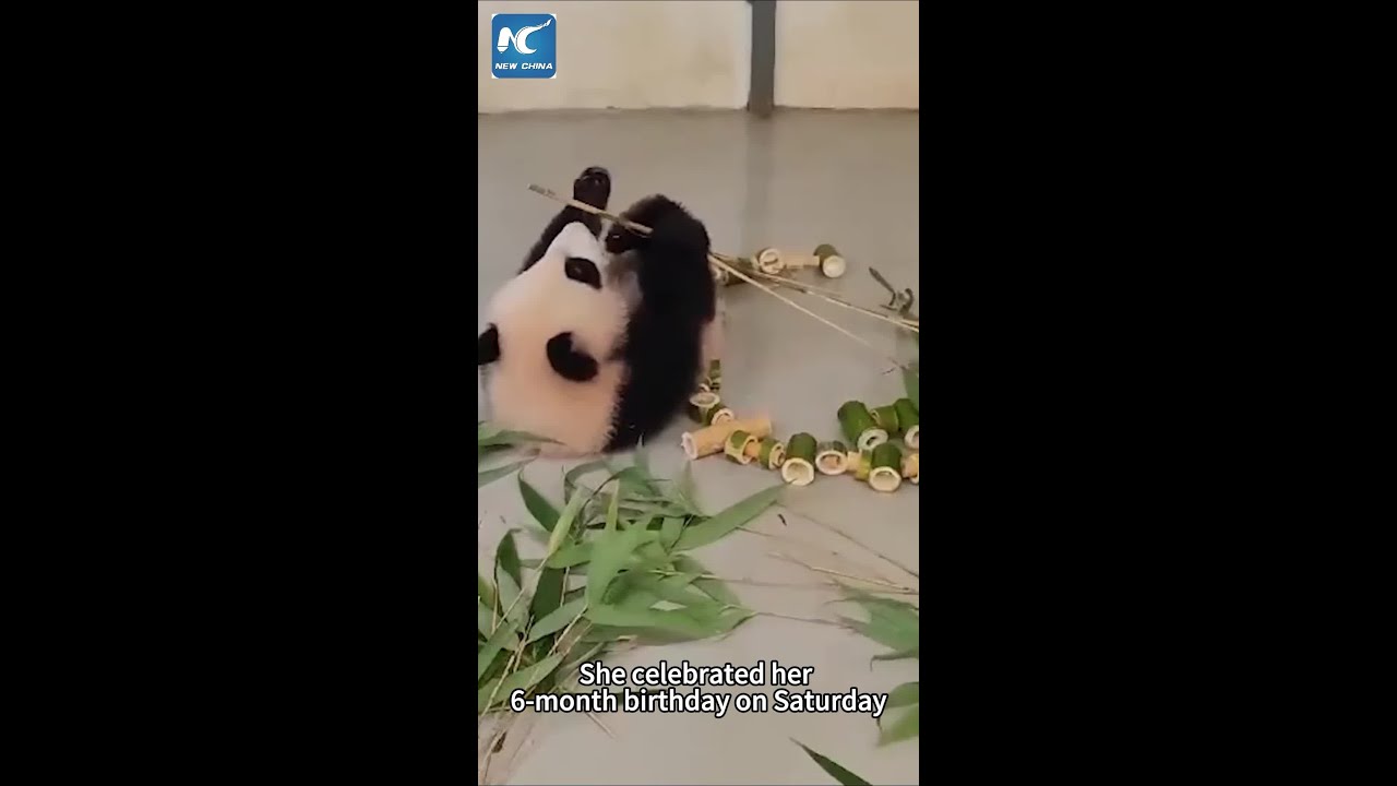 Russia's first panda cub turns 6 months old