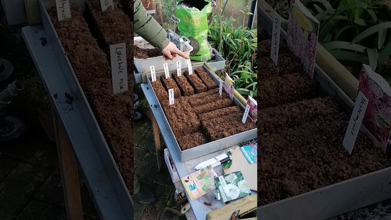 Helle fra Troensehaven eksperimenterer med Lathyrus