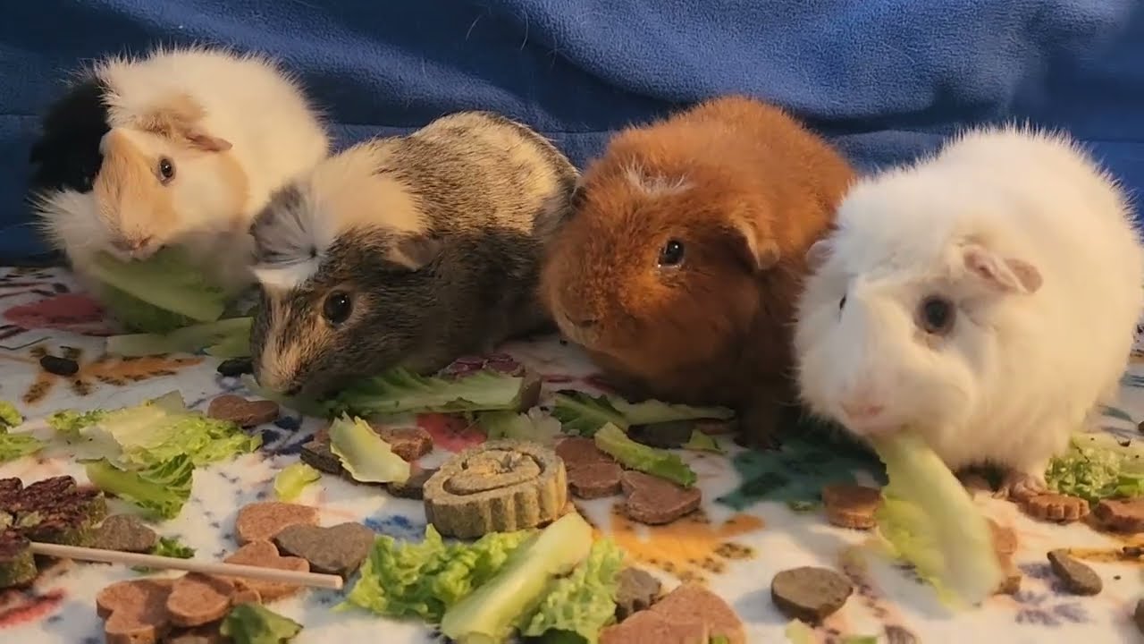 Celebrating Gari ♥️ 5th Gotcha Day Party