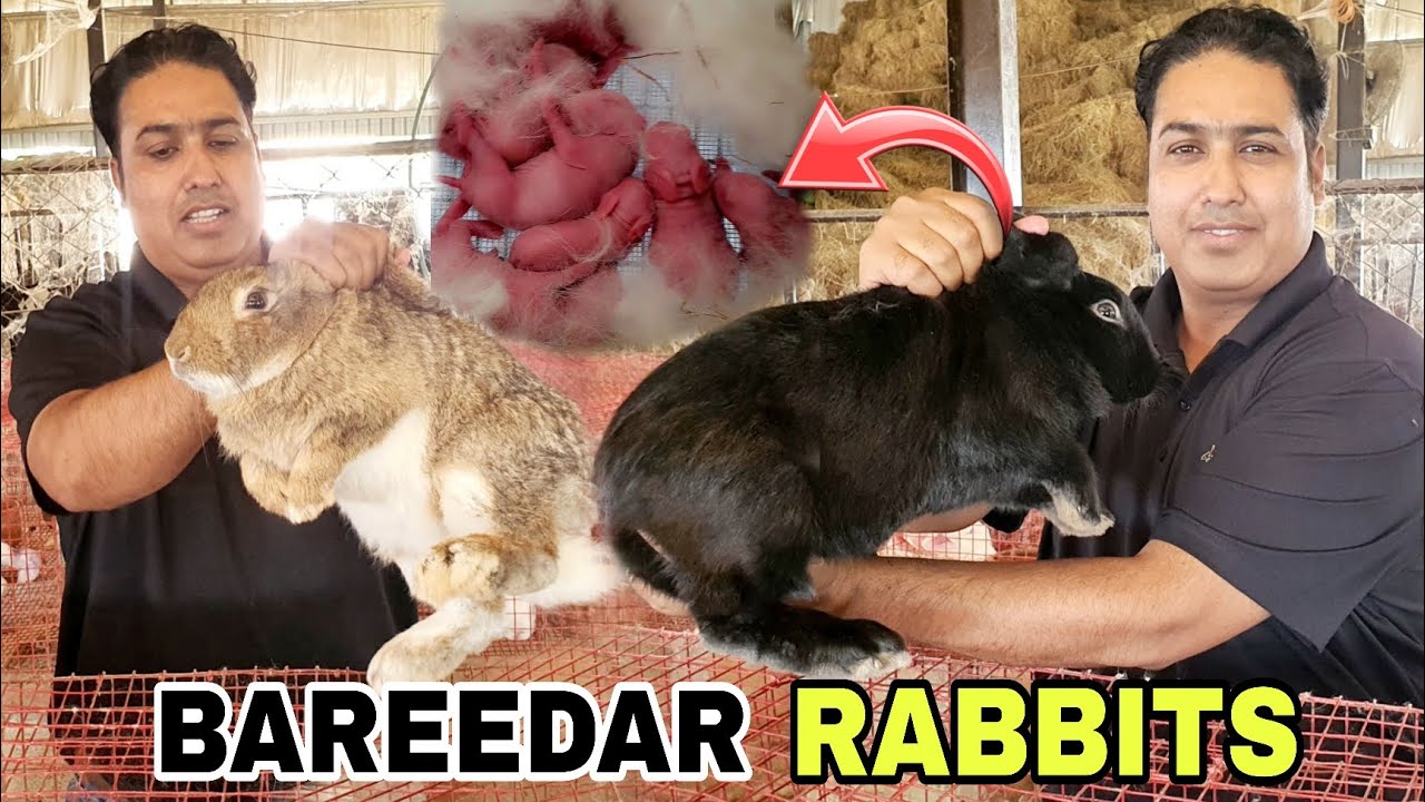 Rabbits Farming start|Cage Me Rabbits Hi Rabbits Hain|Itnay Sary Rabbits Lay Ahy Ham Farm Par.
