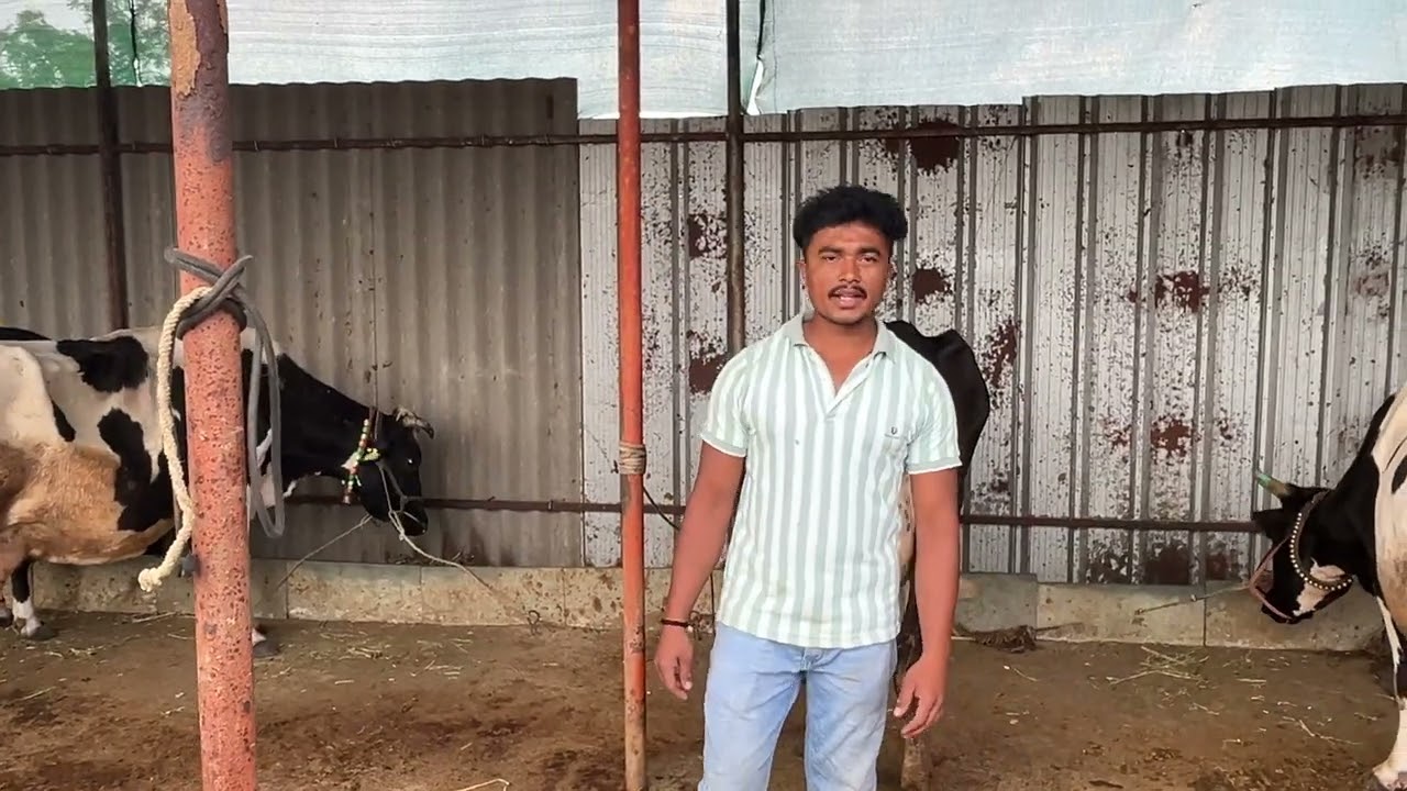 काय झाल ज्यामुळे शेतकरी घाबरले #cow #baliraja #shetkari #viralvideos 