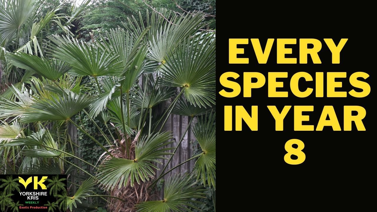 All Trachycarpus species A to Z 2022