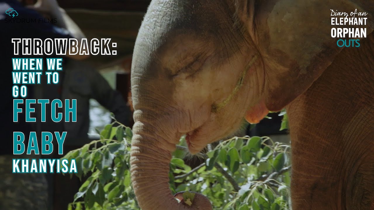 When the HERD team met baby elephant orphan Khanyisa #elephantvideo #babyelephant