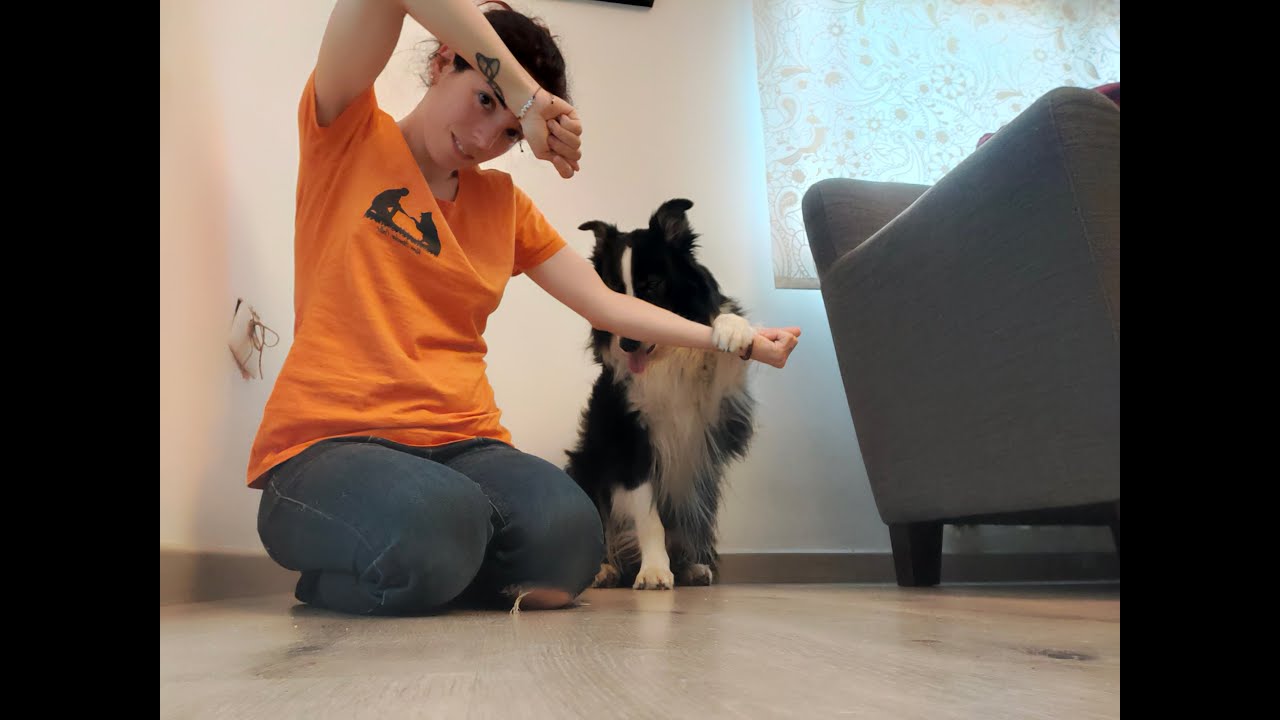 Baila con tu perro. COREOGRAFÍA FINAL