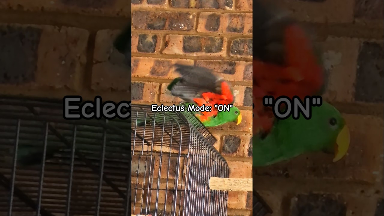 Eclectus Mode: 