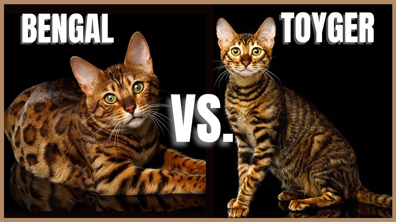 Bengal Cat VS. Toyger Cat