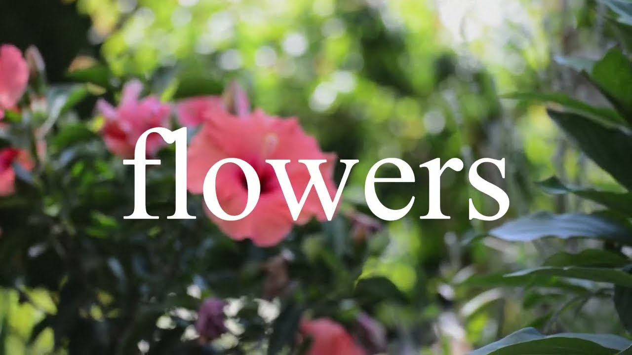 Attic Man - Flowers (Official Visualizer)
