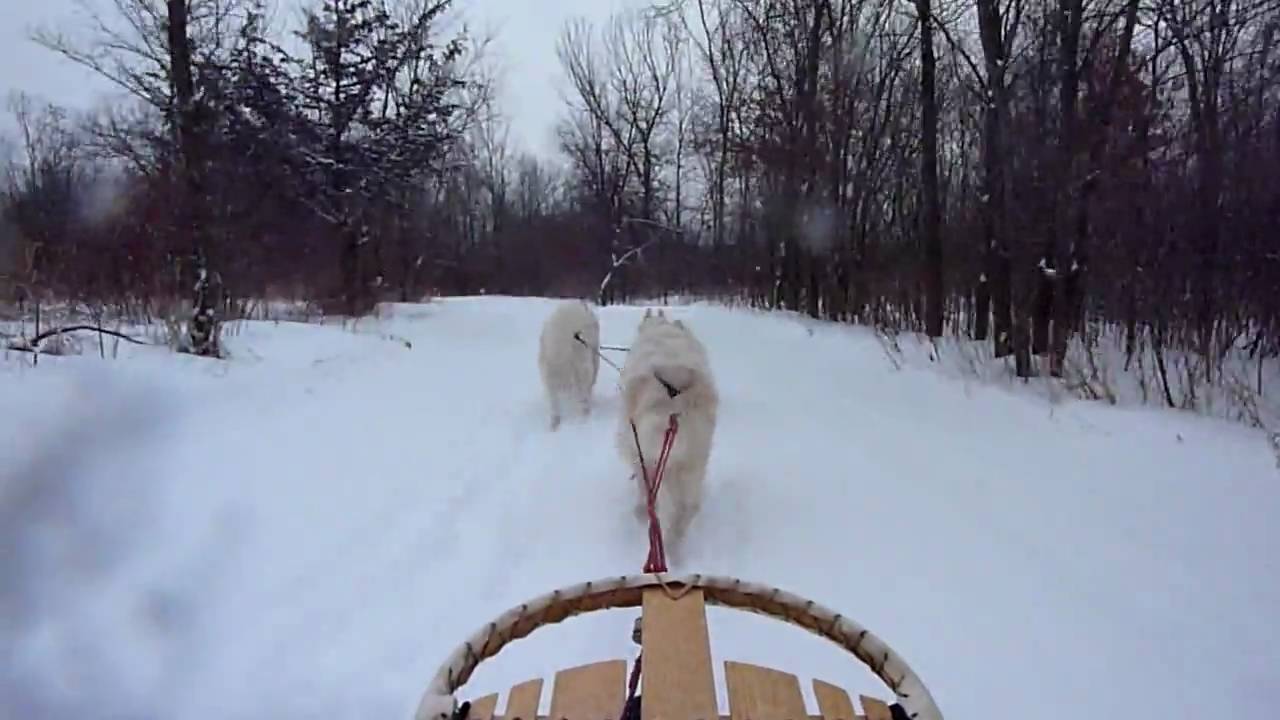 Samoyed Sleddogs, Feb 2010