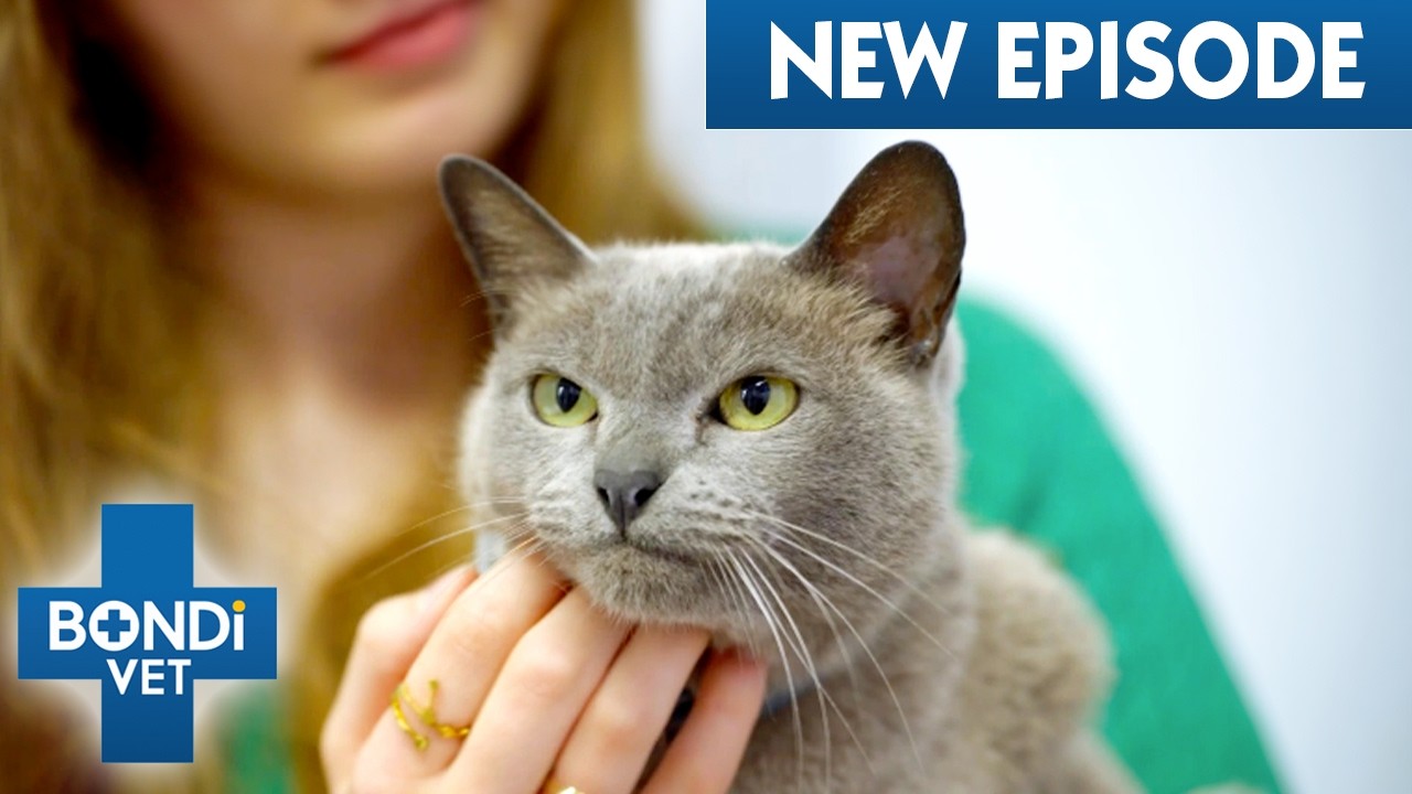 Cat’s Lifesaving Pacemaker Surgery 🙌 | Coast To Coast S8 E4 | Bondi Vet