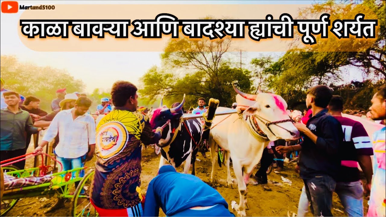 Kala bavrya 2222 aani badshya hyanchi shariyat bailgada sharyat #viral #vlog #new #bailgadasharyat 