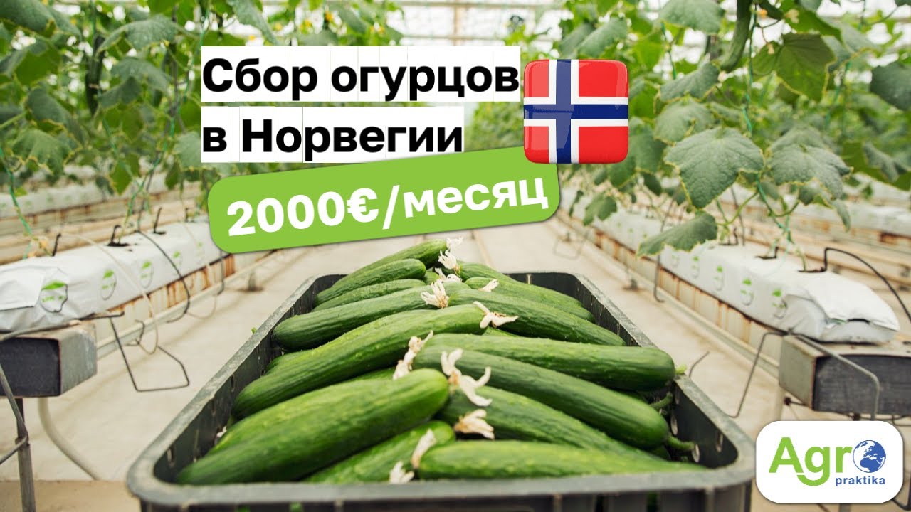 Работа в Норвегии для граждан Молдовы на огуречной ферме