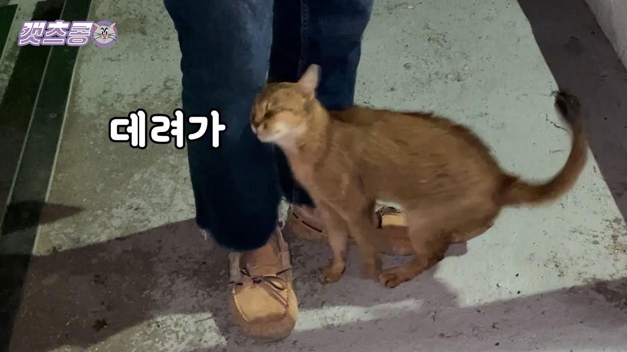 차가운 겨울 밤 갑자기 나타난 유기된 