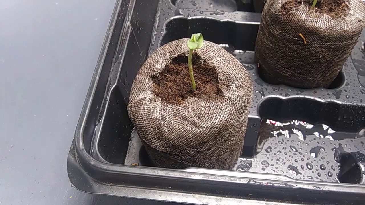 SPIDER FARMER SF1000 Grow Update!!!💚💚