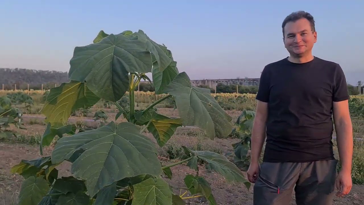 Plantatie ecologica, intensiva de paulownia in Bucovina 2024
