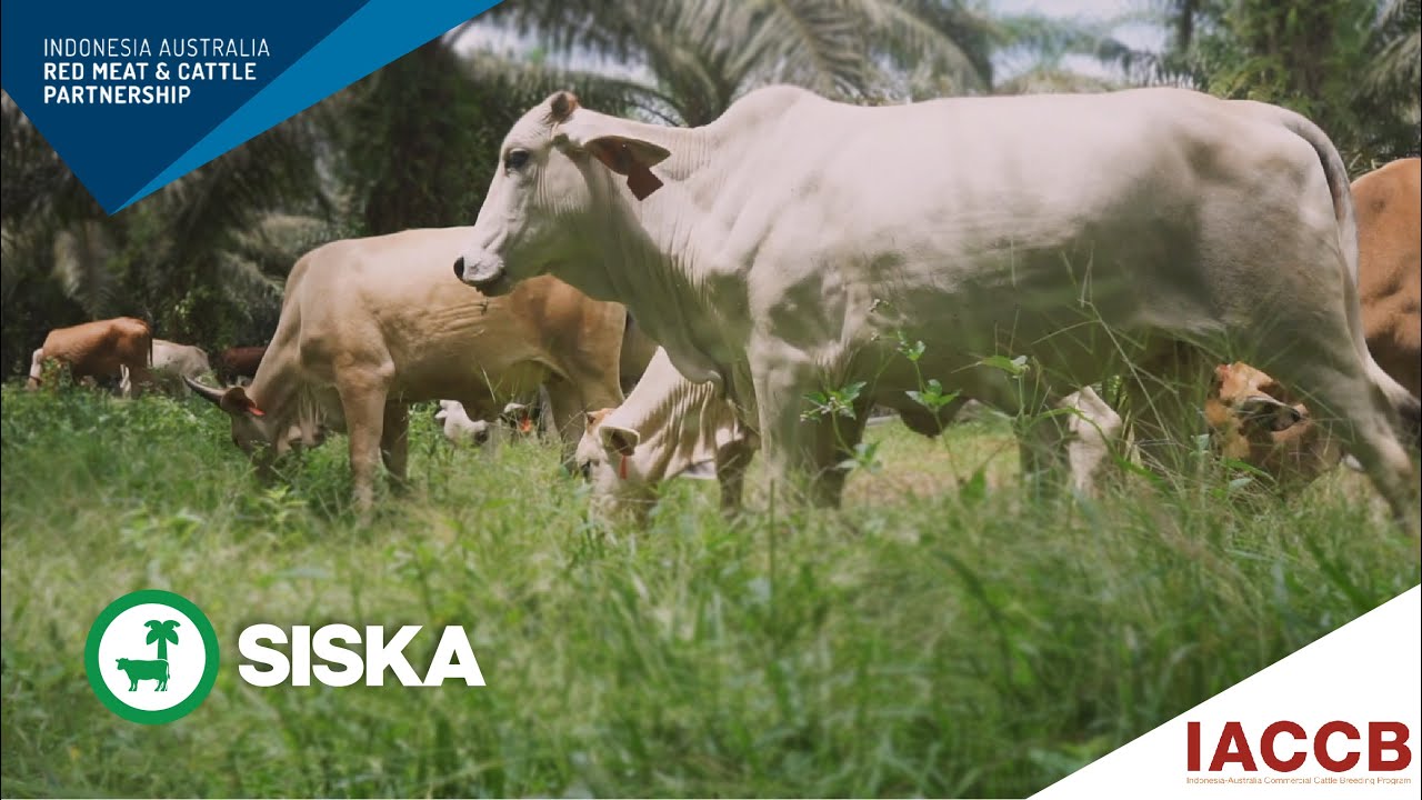 IACCB – SISKA Breeding Model