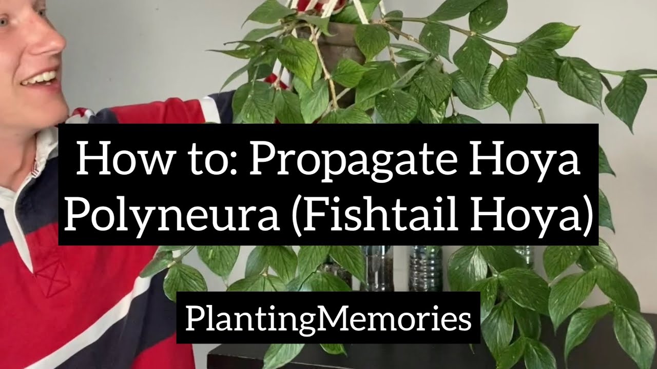 How to take Hoya Polyneura cuttings (Fishtail Hoya)