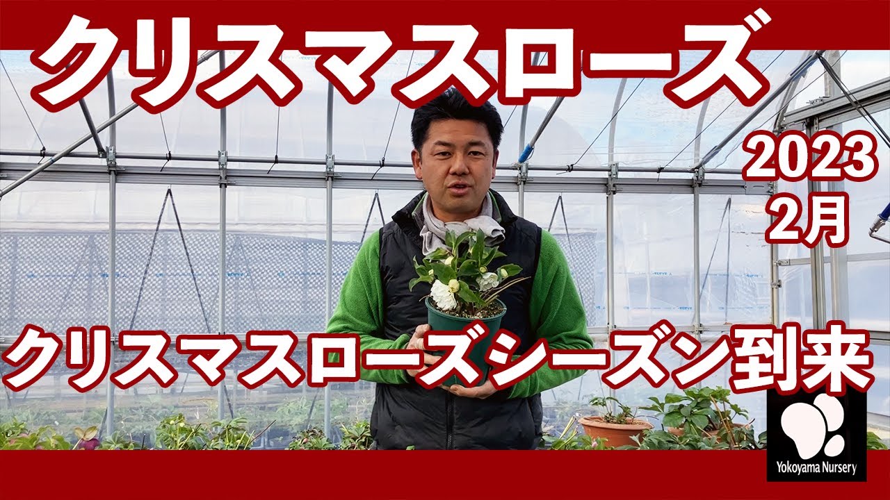 クリスマスローズ 2月の様子と管理について　◆横山園芸 公式◆　【2023】