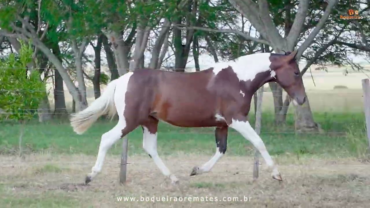 Lote 07 - VANEIRA GROSSA DA MARCA J&Oacute;TA - 9&ordm; Remate TRA&Ccedil;OS MISSIONEIROS