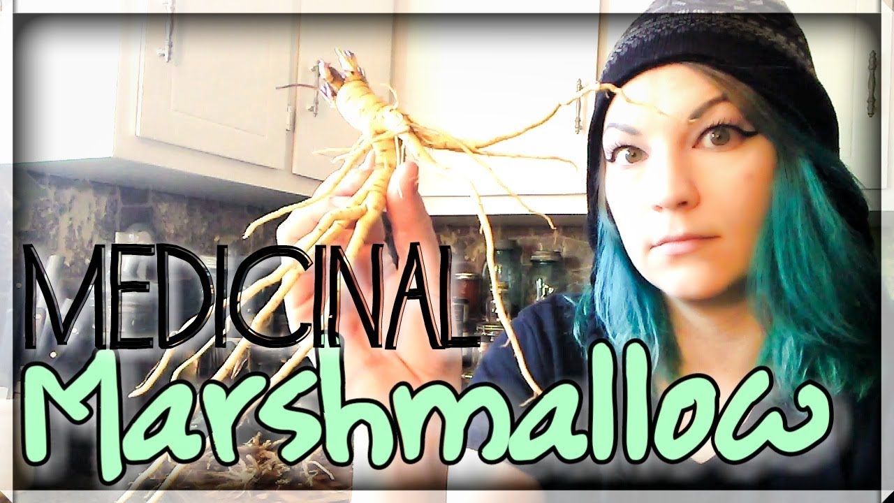 Marshmallow Root - Medicinal Plant