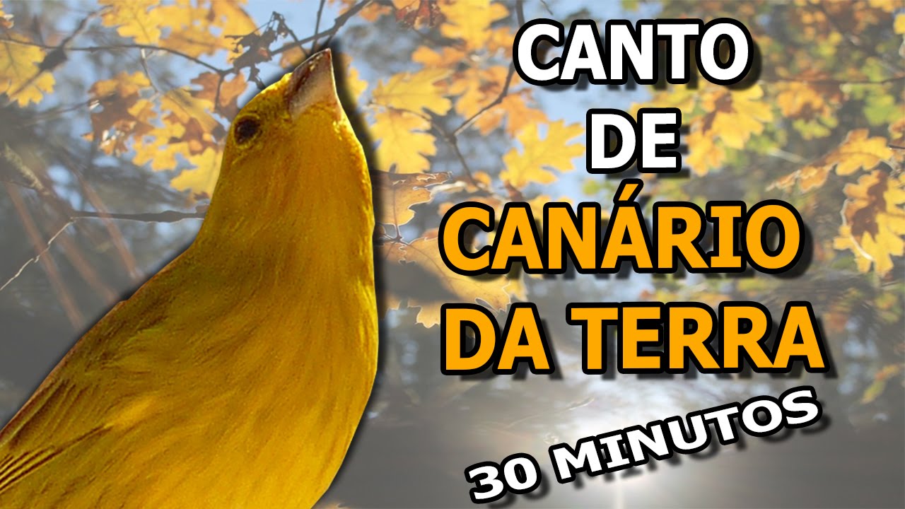 Canário da terra canto para filhotes #PássaroseCantosOficial