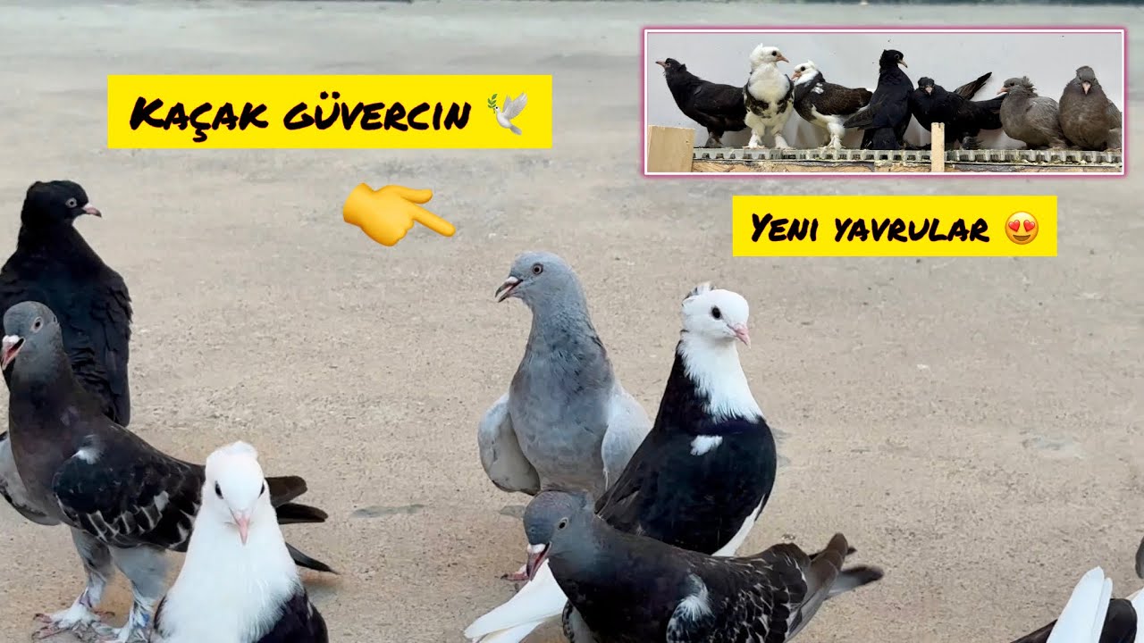 YAKALADIĞIMIZ KAÇAĞI UÇURDUK 🕊️ ARAPLAR TEKE DÜŞÜYOR 💯 YENİ YAVRULAR 😍 Taklacı Güvercin Oyunkuşu