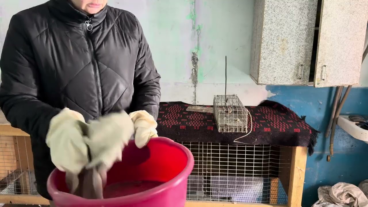 #28; уборка летника/ купила Курей 