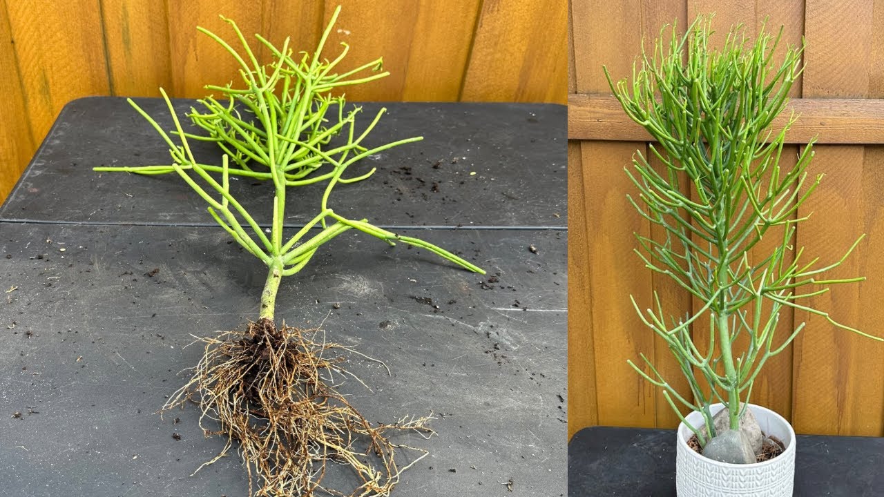How To Propagate Pencil Cactus From Cutting / The Easiest Way