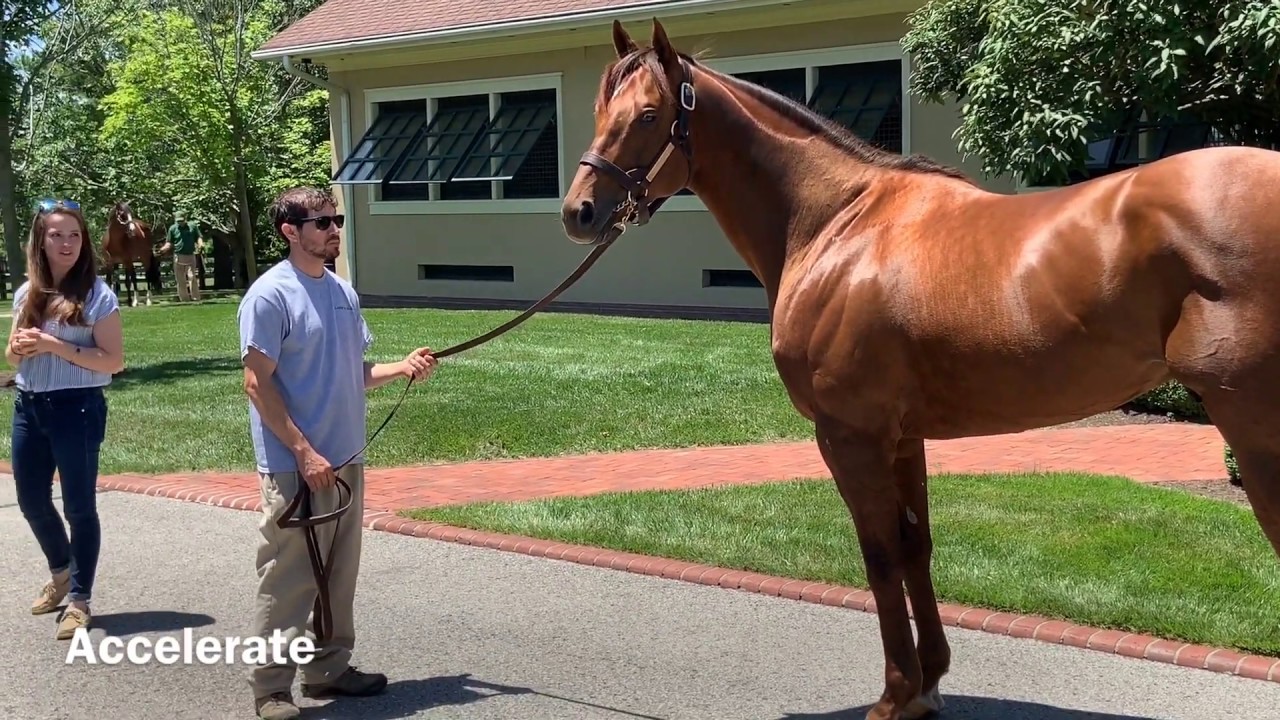 Lane's End Farm Tour June 2019