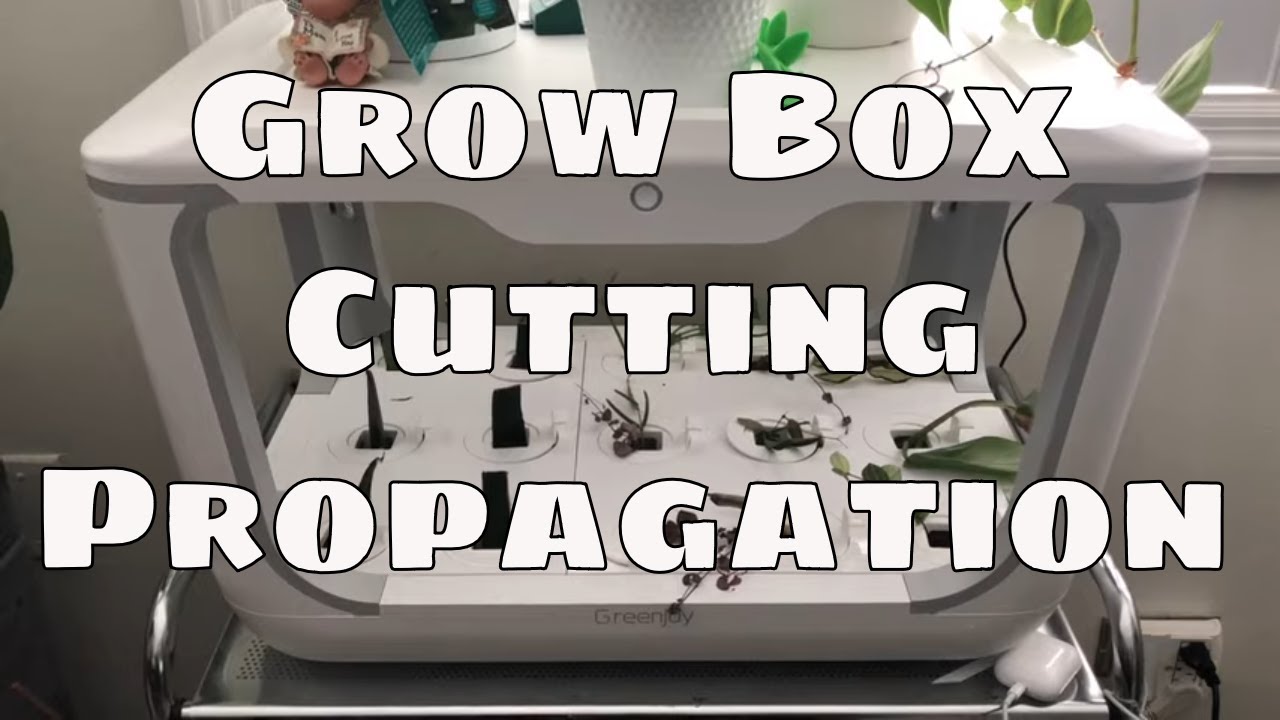 GreenJoy Grow Box Plant Cutting Water Propagation Station Philodendrons Hoyas Sansevieria Hydroponic