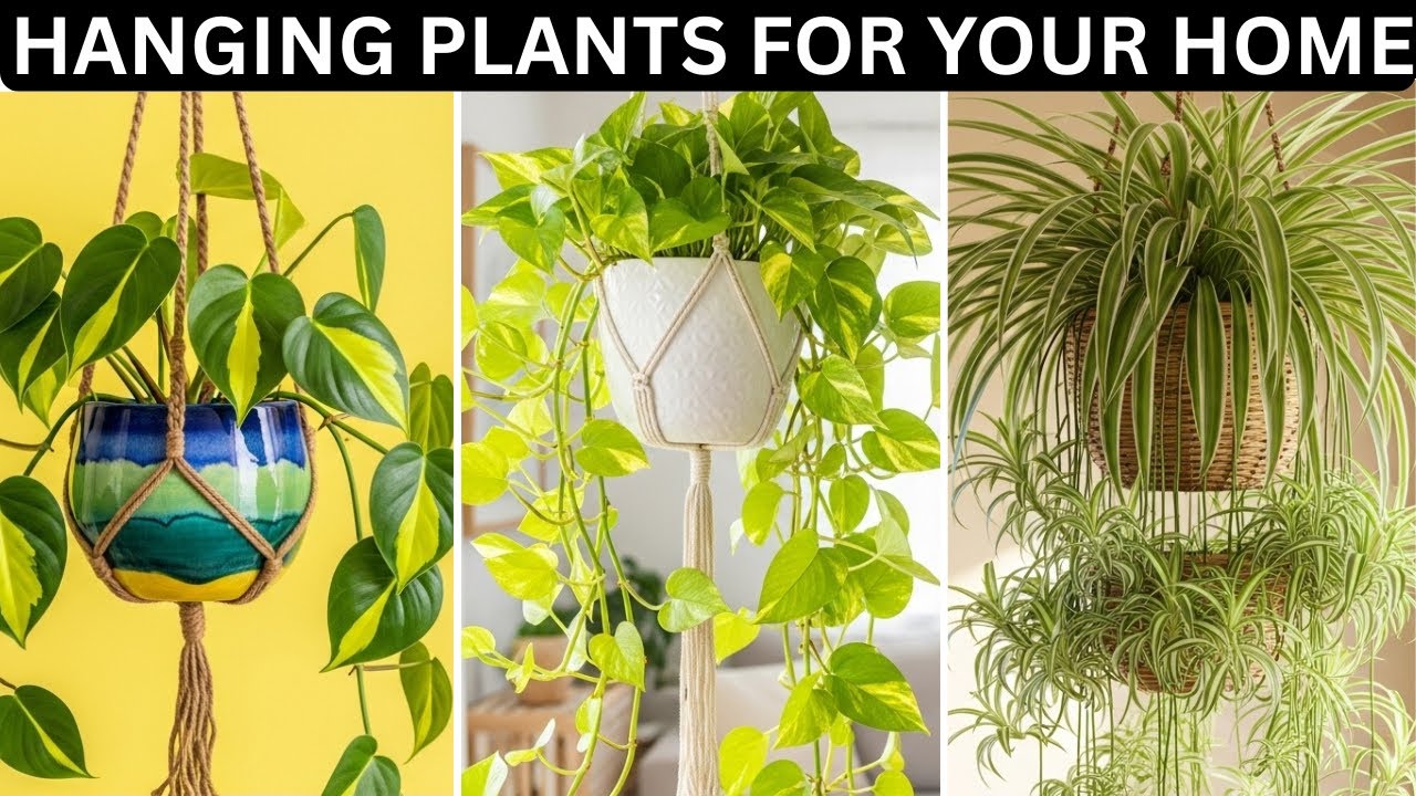 8 Best Hanging Plants For Small Apartments and Tiny Spaces